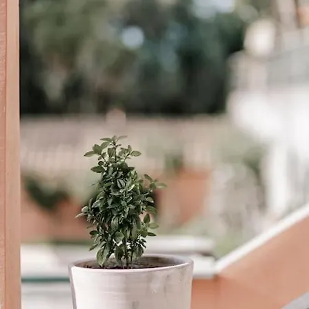 Cocoa