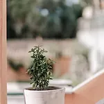 Cocoa
